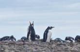 Piguins gentoo em praia de pedras de Steeple Jason, no noroeste das Ilhas Malvinas